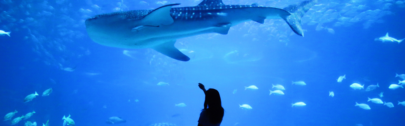 a whale shark swimming in a large aquarium