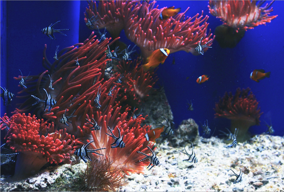sea anemone with clown fish swimming nearby