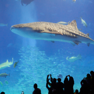 a whale shark swimming in front of a crowd