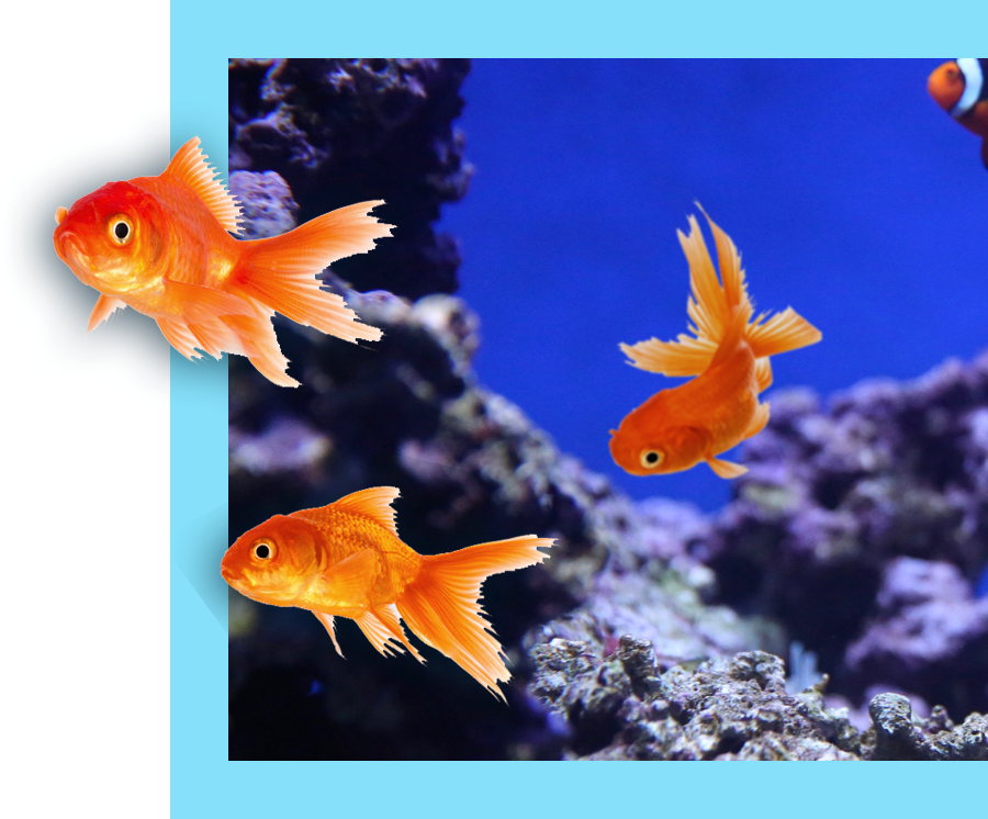 goldfish swimming towards the camera