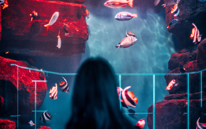 a person standing in front of aquarium glass watching the fish swim
