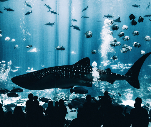 a whale shark swimming in a large aquarium