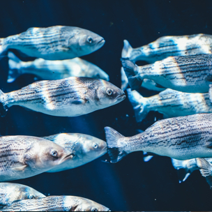a school of silver file swimming